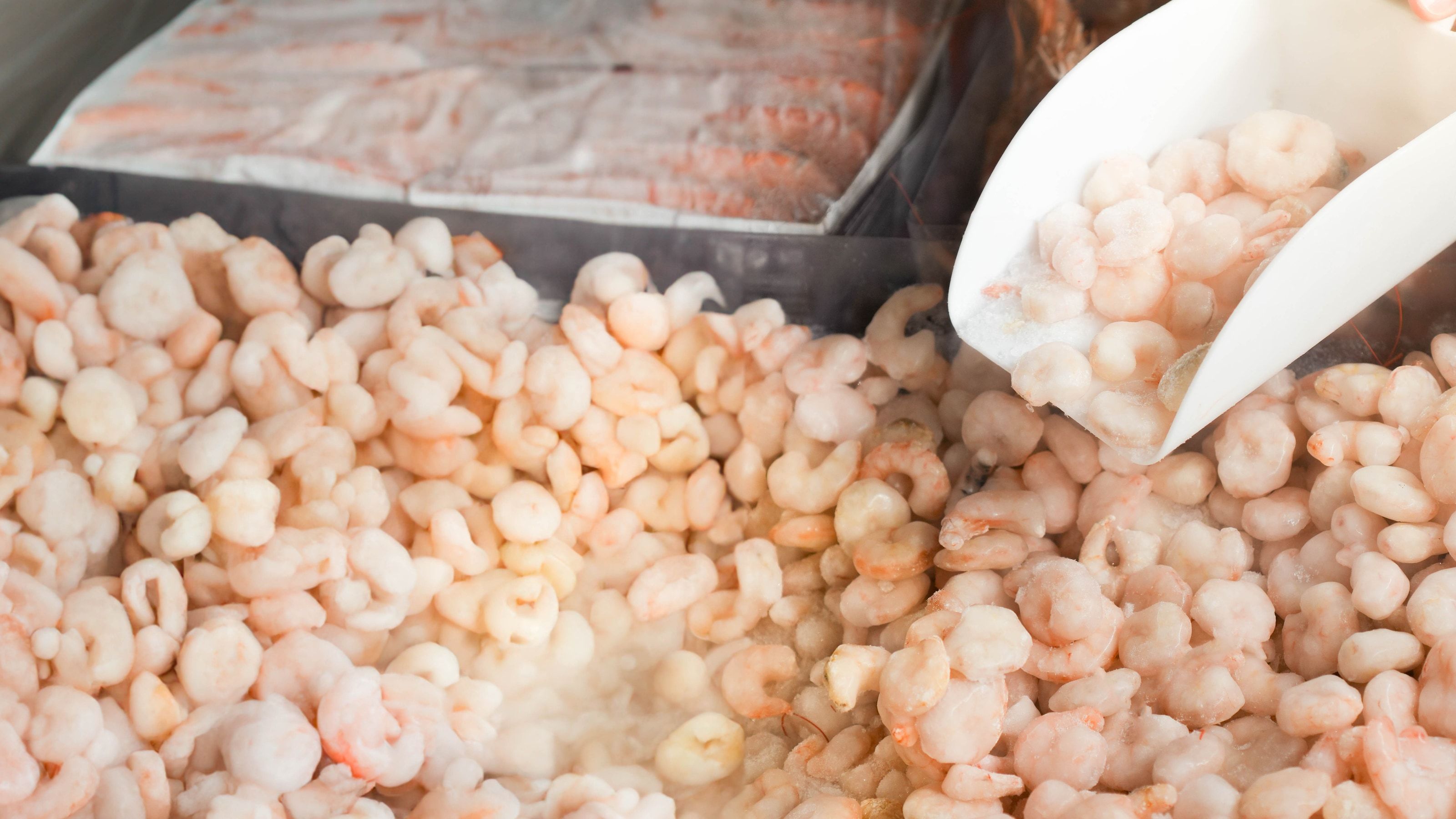 Gambas peladas congeladas rápidamente IQF en planta pesquera