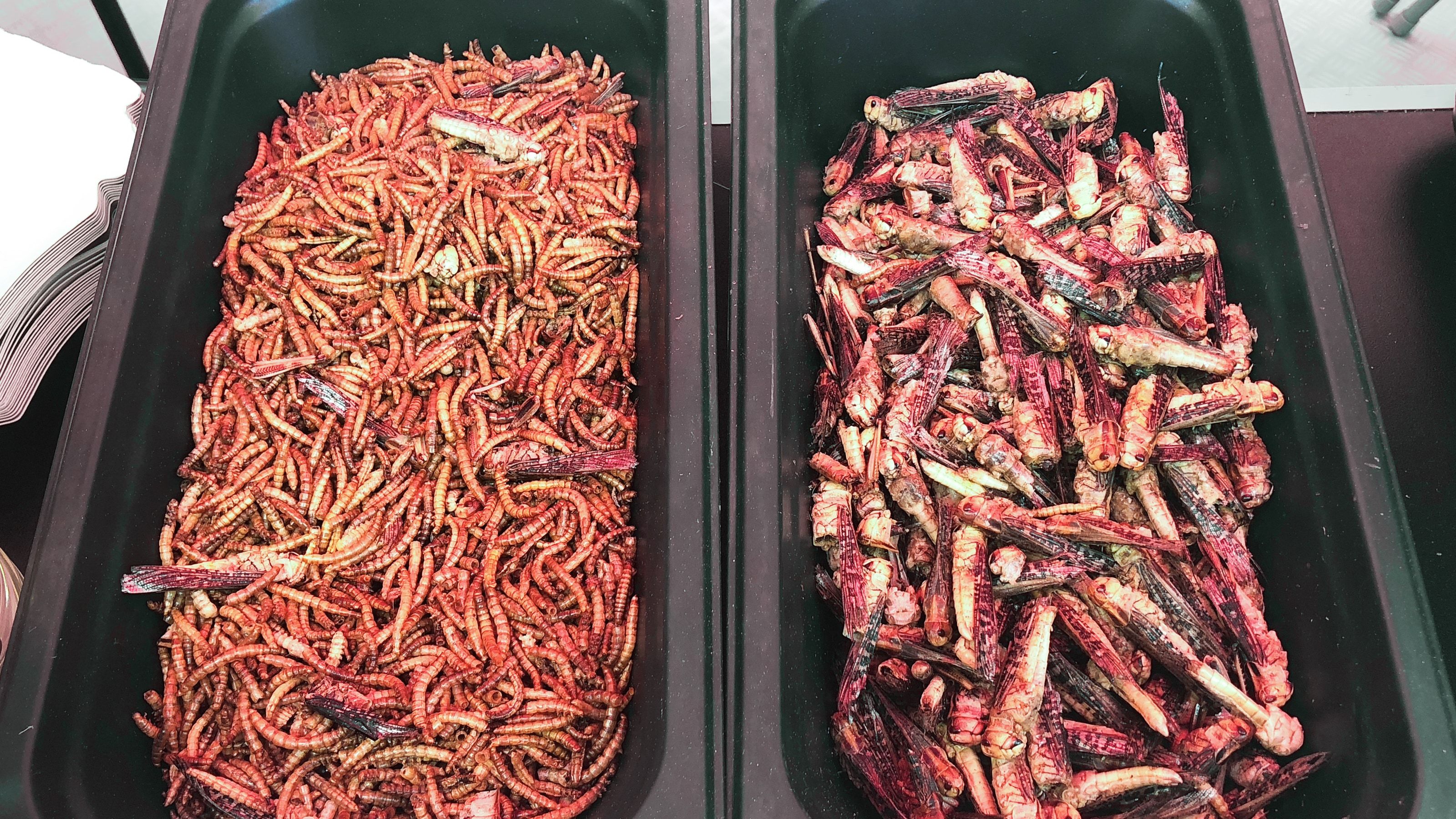 Bandejas de marisco congelado en planta alimentaria
